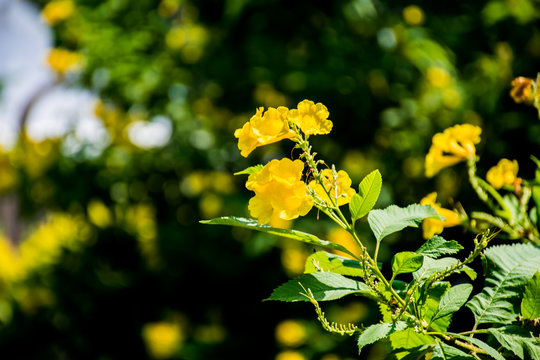 flowers - Powered by Adobe