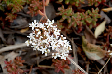 White Stonecrop Flowers in Bloom