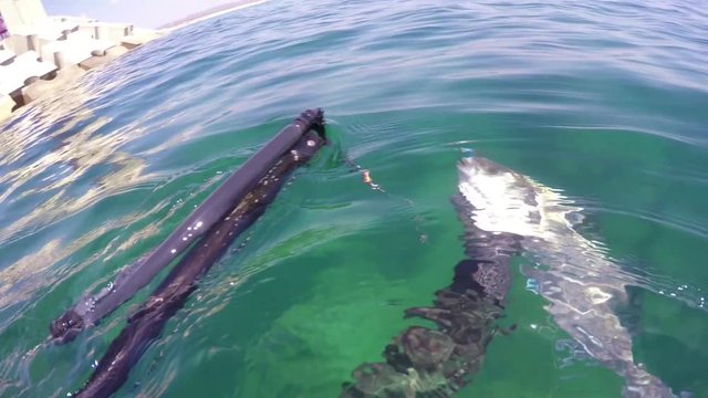 Underwater hunter, fisherman holding a fish under water. After a successful shot.