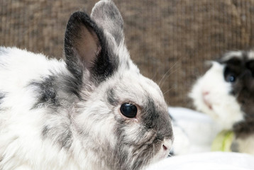 rabbit close-up portrait