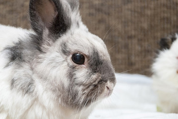 rabbit close-up portrait