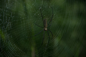 Close up spider in nature.