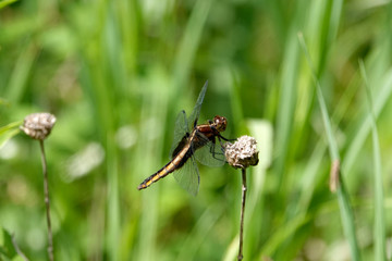 Widow Skimmer Dragonfly on Dried Stalk