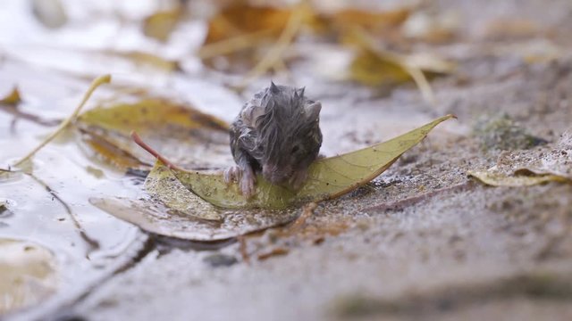 Wet little mouse sits on the shore of the lake. Mouse after the flood. Concept - bad weather, rain, flood
