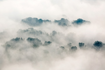 Nebbia sul bosco, Italia