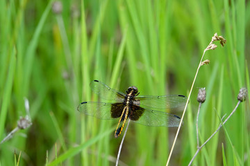Widow Skimmer Perching on Grass Leaf