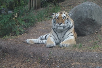 The tiger licks after dinner at the big stone 