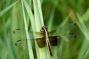 Widow Skimmer Perching on Grass Leaf