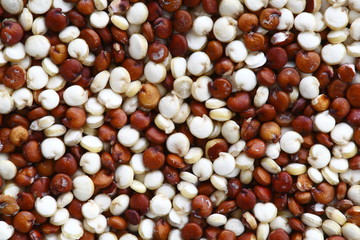 Red And White Quinoa Close Up Macro