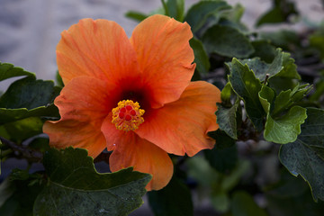 Colorful Hibiscus in Meloneras. Close-up of flower head 