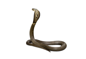 Back of Snake Siamese cobra ( Naja kaouthia ). Dangerous serious poisonous. Spread the hood...
