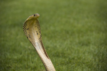Neck, head and face of Snake Siamese cobra ( Naja kaouthia ) gold color on the green grass.