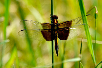 Widow Skimmer Perching on Stem