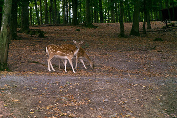 deer in wildlife park
