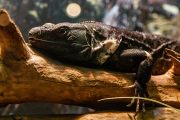 Beautiful Black Mexican dragon, iguana Wigmann, Stenosura pectinate sitting on a branch
