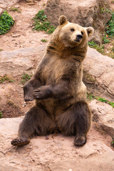 Fototapeta premium brown bear sitting on a stone in wildlife park