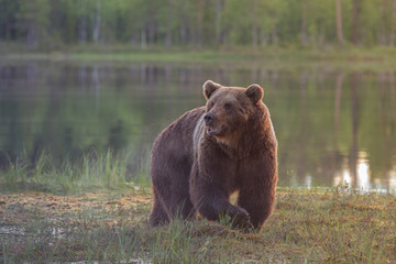 Obraz na płótnie Canvas Big male brown bear (Ursus arctos) walking in the bog at sunset