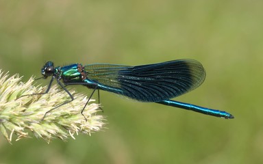 Gebänderte Prachtlibelle - Männchen
