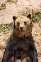 Fototapeta premium brown bear sitting on a stone in wildlife park