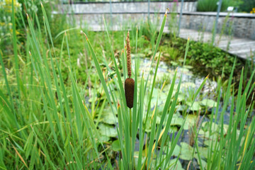 Garden ponds are impressive small biotopes

