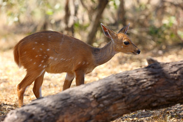 The imbabala or Cape bushbuck (Tragelaphus sylvaticus) in the thicket by the river. Antelope in the bushes.