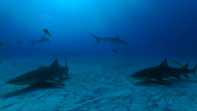 Sharks lurk on ocean floor, slow motion