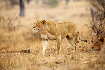 Plakat The Southern lion (Panthera leo melanochaita) also the East-Southern African lion or Eastern-Southern African lion or Panthera leo kruegeri. The adult lioness walking through the savannah.