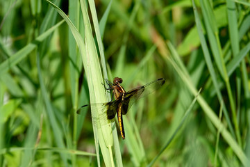 Widow Skimmer Perching on Grass Leaf