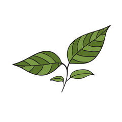 Green Tea Leaves. Hand drawn icon.