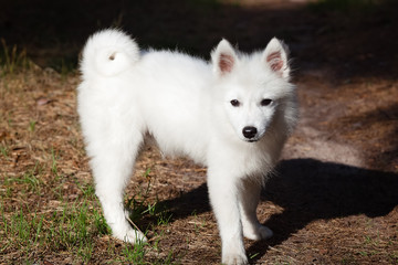 White Japanese Spitz puppy is walking in the forest