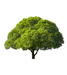 tree Isolated on white background,clipping paths.