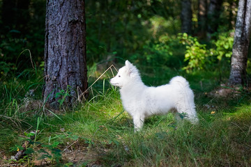 White Japanese Spitz puppy is walking in the forest