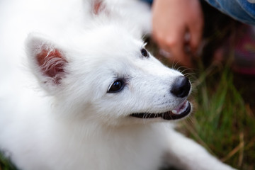 Fototapeta na wymiar White Japanese Spitz puppy is walking in the forest