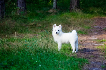White Japanese Spitz puppy is walking in the forest