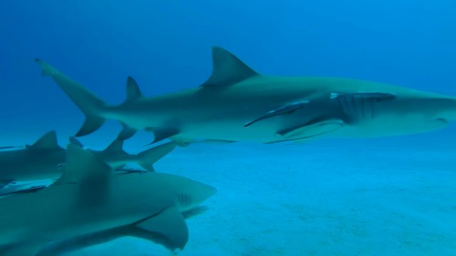 Shark with remoras swim in slow motion