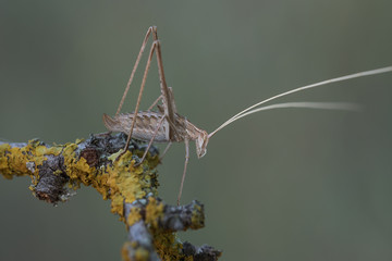 Macrophotography July 2017