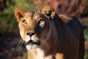 Female African Lioness looking up into the morning sun
