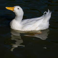 Male heavy white pekin duck with reflection