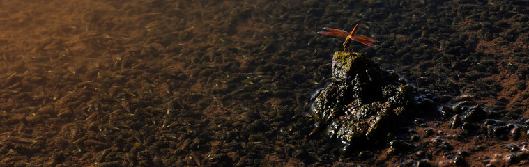 The small red dragonfly hold on the rock