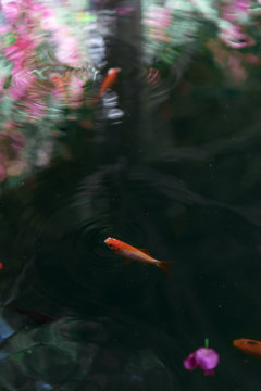 Peces nadando en un estanco