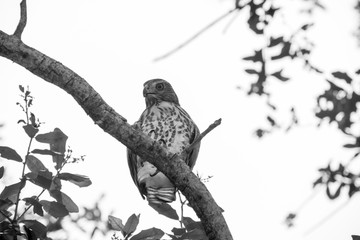 falcon, fly, bird, nature, decor