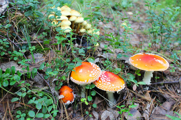 mushroom in the forest