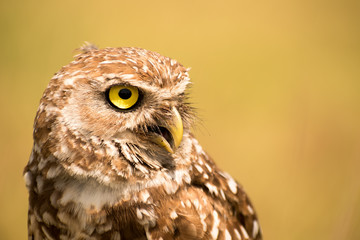 Obraz premium owl, eyes, bird, fly, wall, decor