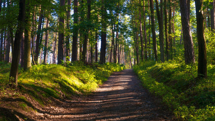 Ścieżka w lesie w słoneczny poranek