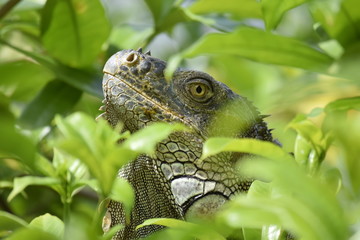 Iguana