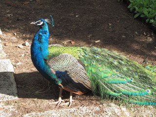 Obraz premium Peacock in profile