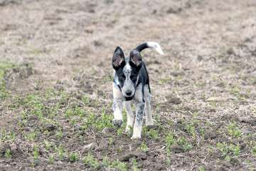 Blue heeler running in field