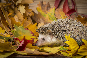 Four-toed Hedgehog (African pygmy hedgehog) - Atelerix albiventris