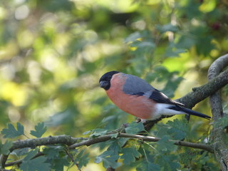 Male bullfinch (Pyrrhula pyrrhula)
