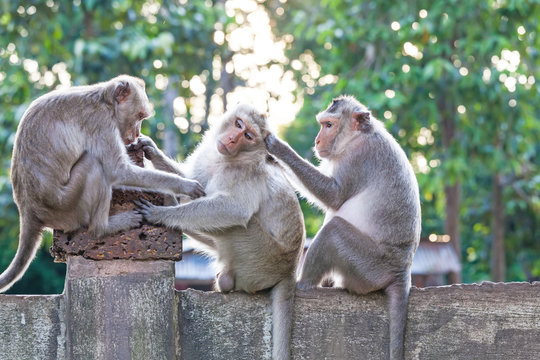 Monkeys checking for fleas and ticks on concrete fence in the park